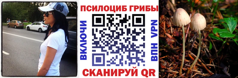 Галлюциногенные грибы Psilocybe  наркота  Кувшиново 